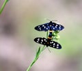 Nice butterfly on the flower