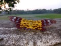 nice butterfly