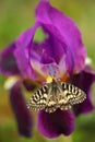 Nice Butterfly Southern Festoon, Zerynthia polyxena, sucking nectar from dark violet iris flower Royalty Free Stock Photo