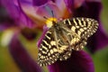 Nice Butterfly Southern Festoon, Zerynthia polyxena, sucking nectar from dark violet iris flower Royalty Free Stock Photo