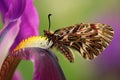 Nice Butterfly Southern Festoon, Zerynthia polyxena, sucking nectar from dark violet iris flower Royalty Free Stock Photo