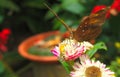 Nice butterfly on white-purple flower