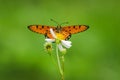 Nice butterfly with wild daisy flowers