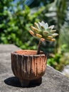 Nice cactus in earthenware flower pot