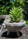 Nice cactus in earthenware flower pot Royalty Free Stock Photo