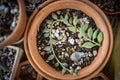 Nice cactus in earthenware flower pot Royalty Free Stock Photo