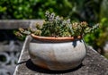 Nice cactus in earthenware flower pot Royalty Free Stock Photo