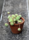 Nice cactus in earthenware, Graptopetalum Macdougallii Alxander Royalty Free Stock Photo