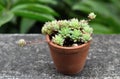 Nice cactus in earthenware, Graptopetalum Macdougallii Alxander Royalty Free Stock Photo