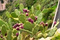 Nice cactus with many fruits of purple color. Royalty Free Stock Photo