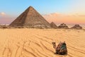 Nice camel resting near the Pyramid of Menkaure in Giza, Egypt