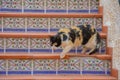 Nice cat on a beautiful stair
