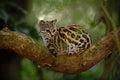 Nice cat margay sitiing on the branch in the costarican tropical forest Royalty Free Stock Photo