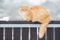 Nice cat on the snow fence Royalty Free Stock Photo