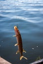 Nice catch pike fish caught using fishing rod and lure Royalty Free Stock Photo