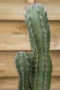 Nice cereus cactus with many sharp spikes and light wood background Royalty Free Stock Photo