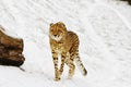 Nice cheetah Acinonyx jubatus running on the snow Royalty Free Stock Photo