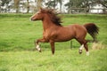 Nice chestnut welsh pony stallion running on pasturage Royalty Free Stock Photo