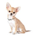 Nice chihuahua puppy with jewelry isolated on white