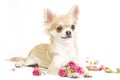 nice chihuahua puppy with roses