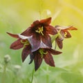 Chocolate Lily - Fritillaria camschatcensis