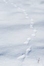 Path of Coyote Tracks in the Snow Royalty Free Stock Photo