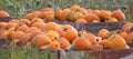 Pumpkin Harvest in the Okanagan