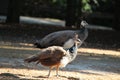 Peacock Close Up Royalty Free Stock Photo