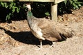 Peacock Close Up Royalty Free Stock Photo