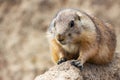 A nice close up of a prairie dog in animal park Wildlands, Emmen, Netherlands