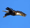Bald Eagle closeup in flight framed by open wings Royalty Free Stock Photo