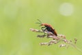 Nice closeup of a fire-coloured beetle on grass