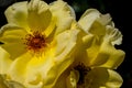 Nice closeup of fully blossomed yellow rose