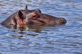 Nice closeup of Hippo