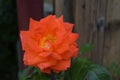 Nice closeup of an orange rose