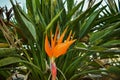 Nice spiky orange flowers in the public garden of Alicante Spain.