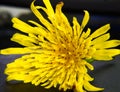 Nice closeup picture of flower