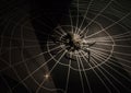 Nice closeup view of fur spider model on dark background, spider net