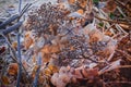 Nice closups dry Hortensia in sepia color covered with white hoarfrost. Royalty Free Stock Photo