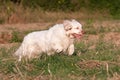 Nice clumber spaniel running Royalty Free Stock Photo
