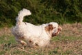 Nice clumber spaniel running Royalty Free Stock Photo