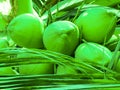 Nice Coconut at tree with leaf