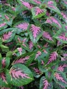 Nice coleus plant with perfect color.