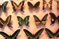 A nice collection of colourful butterflies on a white background