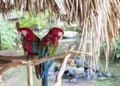 Nice colored parrots are sitting on the bough Royalty Free Stock Photo