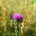 Nice colored thistle with blurred natural background. Royalty Free Stock Photo