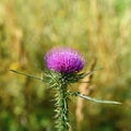 Nice colored thistle with blurred natural background.