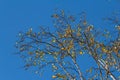 Nice colorful autumn leaves. Autumn, nice sunny day in the afternoon. Top of the tree canopy. Tall birch tree Royalty Free Stock Photo