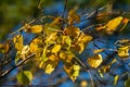 Nice colorful autumn leaves. Autumn, nice sunny day in the afternoon. Top of the tree canopy. Tall birch tree Royalty Free Stock Photo