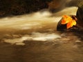 Nice colorful broken maple leaf on basalt stone in blurred water of mountain stream cascade.
